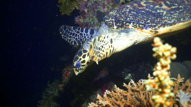 海龟在海洋中的珊瑚中游泳- Wakatobi摄政，印度尼西亚视频下载