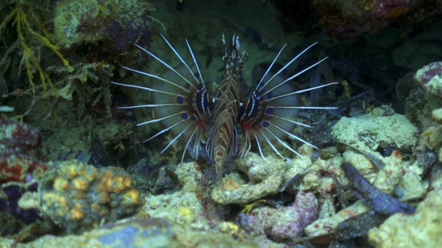 特写慢动作拍摄的翼龙游泳在珊瑚下- Wakatobi摄政，印度尼西亚视频素材