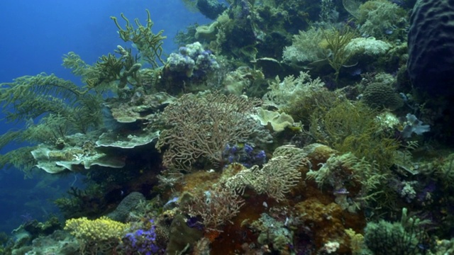 慢镜头拍摄美丽的珊瑚礁由鱼游泳在海洋- Wakatobi摄政，印度尼西亚视频素材