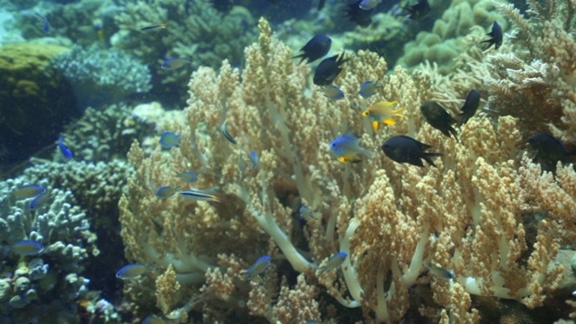 慢镜头摇摄小鱼游过珊瑚礁的海洋-瓦卡托比摄政，印度尼西亚视频素材