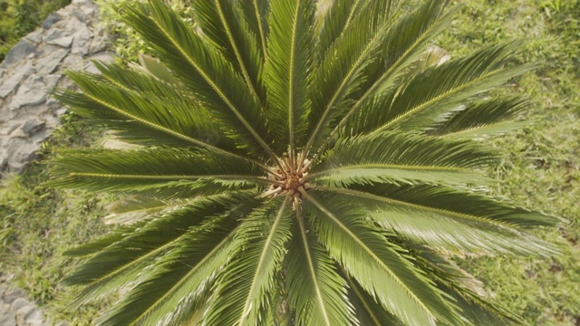 从棕榈树的叶子螺旋出来视频下载