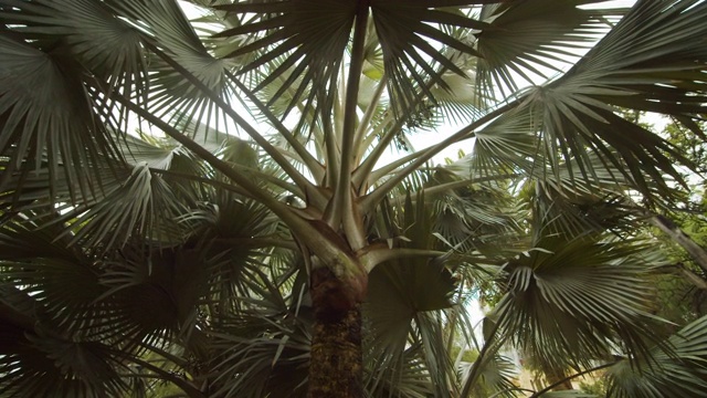 特内里费公园的棕榈树视频下载