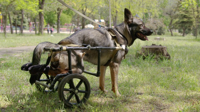 在动物轮椅上的狗。视频下载