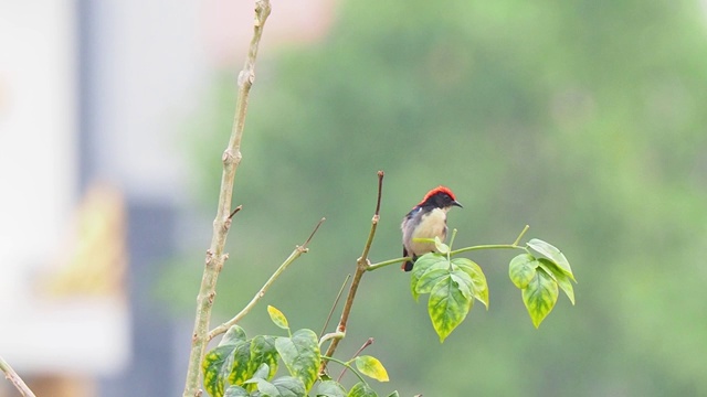 背上长着红色羽毛的小鸟栖息在小枝上。红色支持flowerpecker视频下载