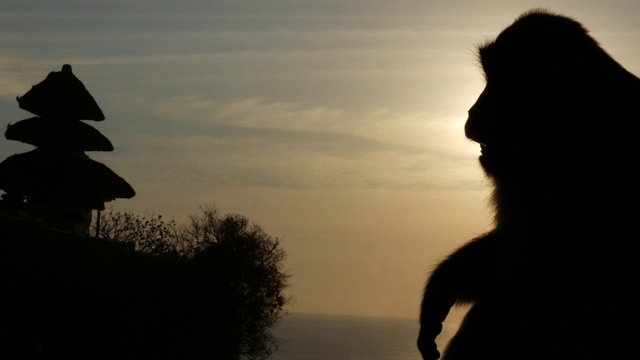 日落猴子慢镜头4k视频下载