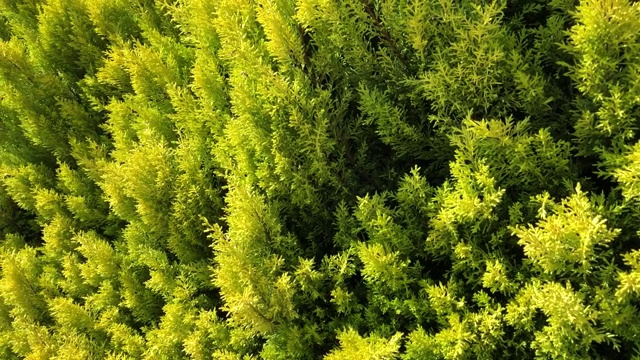 明亮的绿色接近柏树的针叶树叶子和公园在一个晴朗的日子。水平存量高清视频视频素材