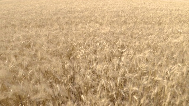 小麦向后移动视频素材