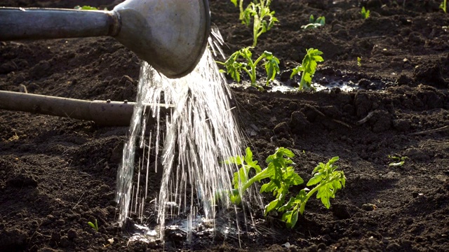 在花园里种植蔬菜西红柿幼苗-手拿幼苗，浇水罐和铲子在背后视频素材