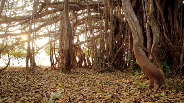 斯坦尼康拍摄的一棵美丽的榕树在清晨视频素材