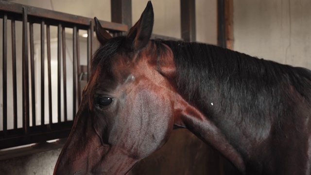 马厩里有一匹棕色的马。稳定。特写镜头。视频素材