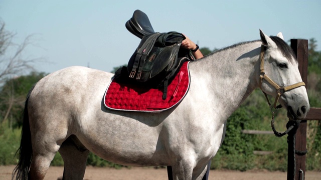 这个女孩给一匹灰色的马套上挽具。骑马了。视频下载