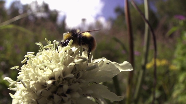 大黄蜂(lat。Bombus)飞行。特写镜头。来自真正蜜蜂家族的昆虫(晚。蜜蜂科)，在很多方面与蜜蜂相近。视频素材