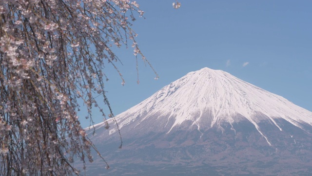 富士山上盛开着哭泣的樱花(放大)视频素材