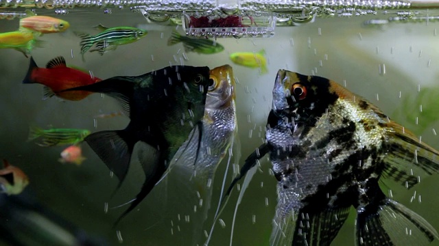 淡水外来鱼以食鱼器里的蠕虫为食。视频素材
