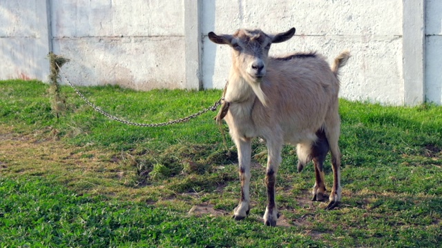 白色山羊在田野里吃草或树叶，在春天的一天户外草地。山羊站在农场附近，看着摄像机，嘴里嚼着东西。慢动作视频素材