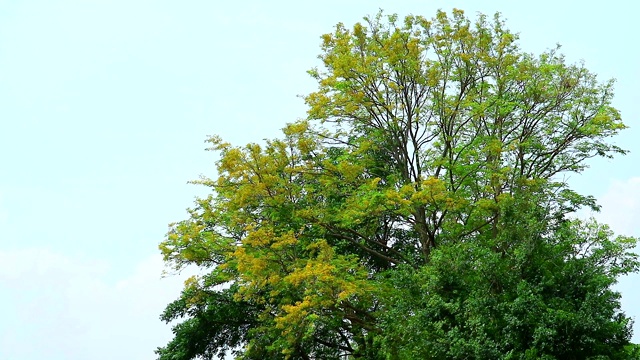 牙刷树，连体毛丛黄花盛开视频素材