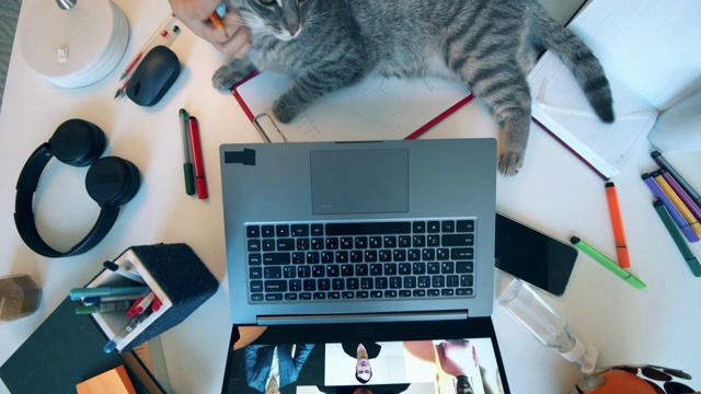 在封锁期间使用视频会议技术的妇女。一位女士在家里用笔记本电脑工作时，抚摸着她的猫。视频素材