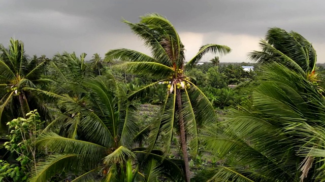 椰子树在狂风中吹拂，飓风来临前。视频下载