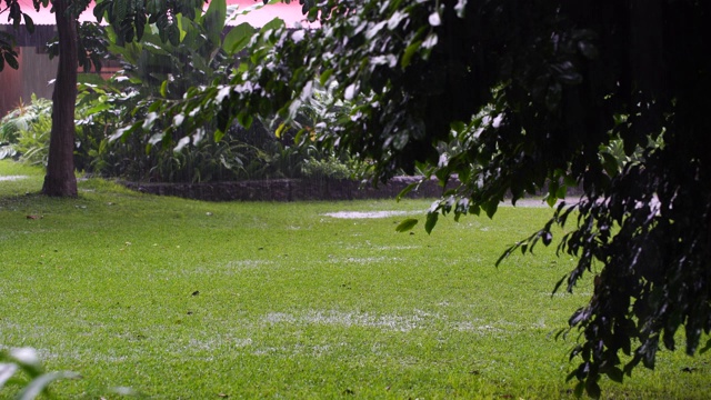 在非洲坦桑尼亚的花园中，热带雨滴落在绿色的树叶上视频素材