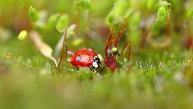 近距离野生动物瓢虫在绿色的草地在森林视频素材
