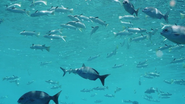 威克岛是太平洋偏远岛屿海洋国家保护区的一部分，一条灰色礁鲨正游过一群鱼。视频下载