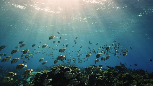 帕尔米拉环礁是太平洋偏远岛屿海洋国家纪念碑的一部分，受保护的泻湖中，一群囚犯在游泳。视频素材