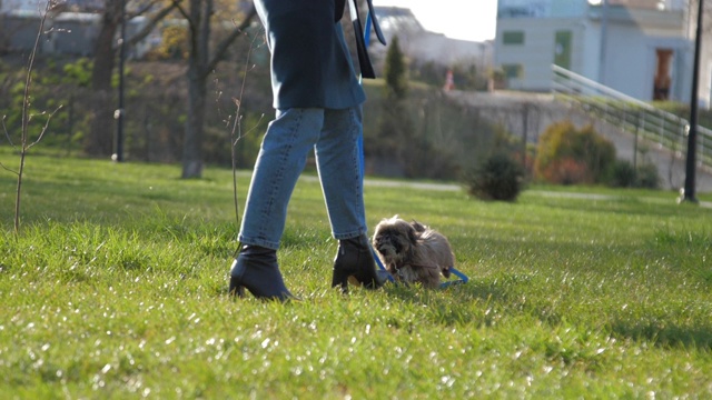 女士的腿沿着草地走，可爱的小狗沿着草坪跑视频下载
