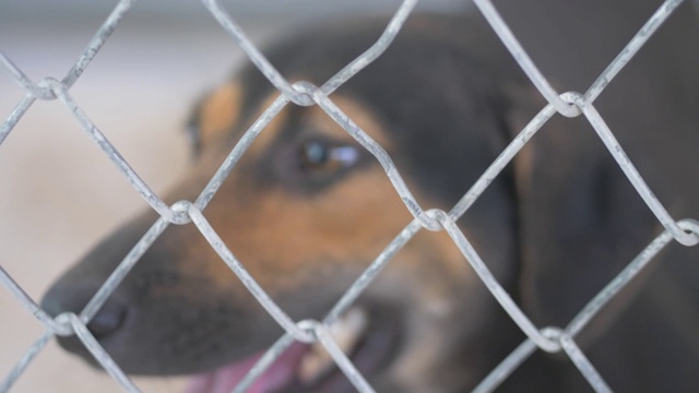 无家可归的小狗狗在笼子里找到出路，慢镜头。视频素材