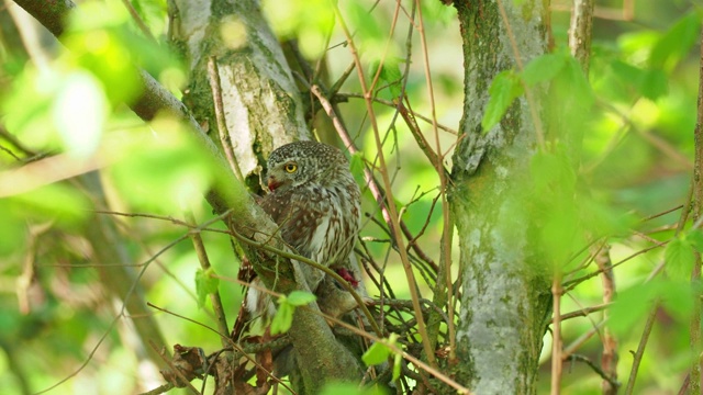 夏季，在森林中栖息的欧亚侏儒猫头鹰-白眉鸮和猎物-小啮齿动物坐在树枝上。绿色背景的小型欧洲猫头鹰撕碎了被捕获的啮齿动物。视频素材