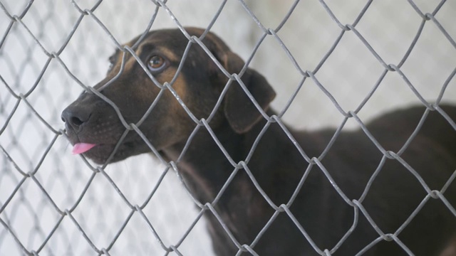 无家可归的小狗狗在笼子里找到出路，慢镜头。视频素材