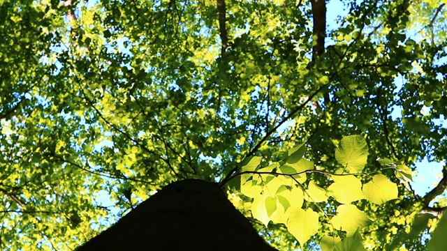 树的树干和绿叶在春天的季节视频素材