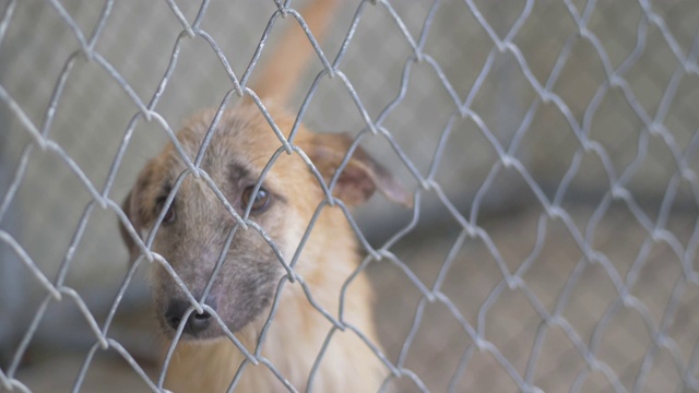 无家可归的小狗狗在笼子里找到出路，慢镜头。视频下载