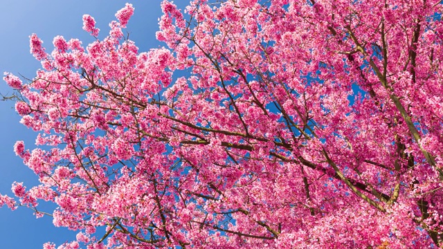 春天的景色有美丽的粉红色樱花，散景的背景，太阳和蓝天视频下载