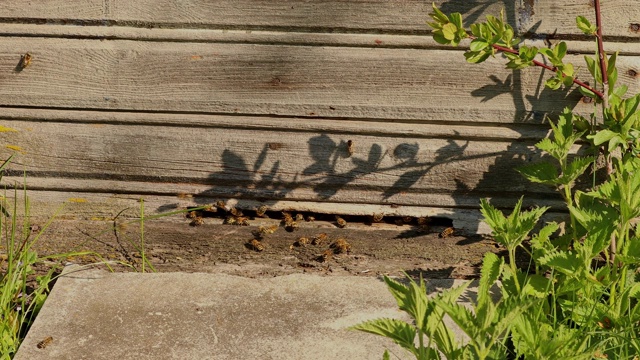 花园里的蜂箱里蜜蜂嗡嗡地飞视频素材