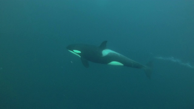 挪威北部Kvaenangen峡湾地区，虎鲸通过呼出一串气泡和发声来游泳。视频下载