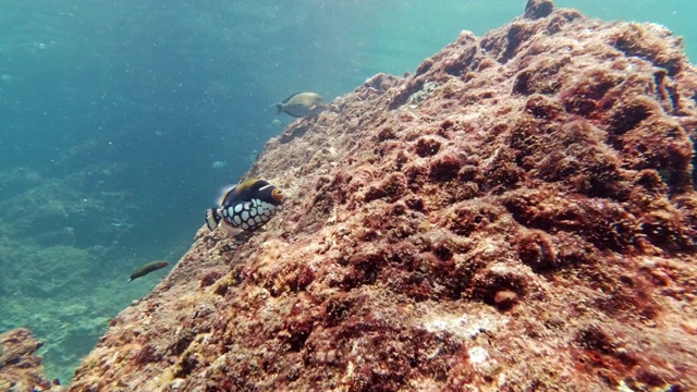 珊瑚礁上的小丑箭鱼(箭鱼)视频素材