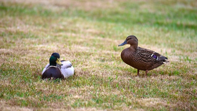 野鸭在草坪上舒舒服服地享受他们在一起的快乐视频素材