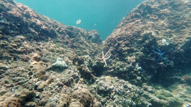 珊瑚礁上的小丑箭鱼(箭鱼)视频素材