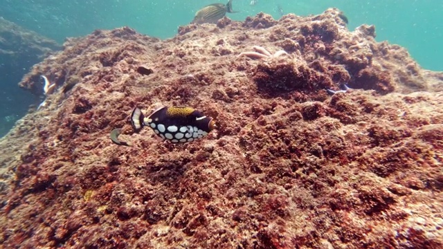 领土小丑触礁鱼(Balistoides显著)在珊瑚礁视频素材
