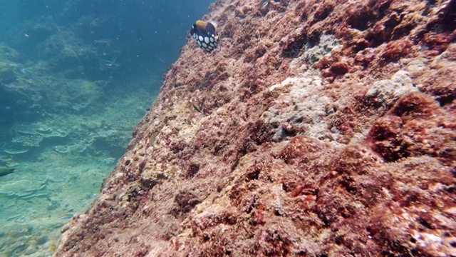 美丽的自然小丑触发鱼(Balistoides显著)在珊瑚礁视频素材