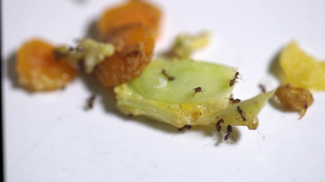 蚂蚁在白色的盘子上吃食物视频素材