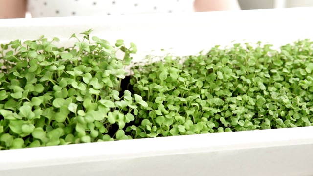 microgreen或Sprouts是由优质有机植物种子发芽的生活芽蔬菜。健康的减肥食品视频素材