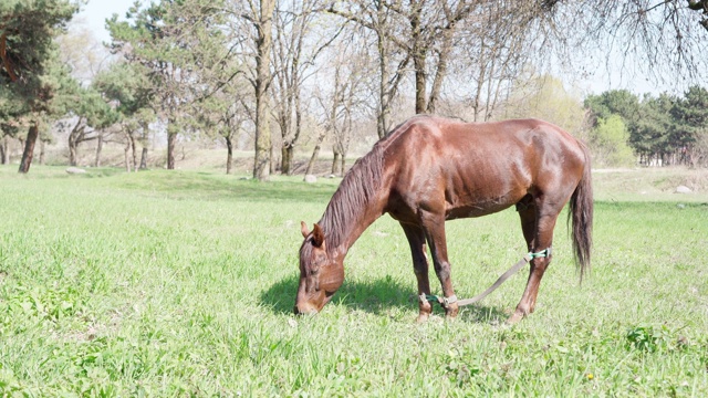 马吃地上的草视频素材