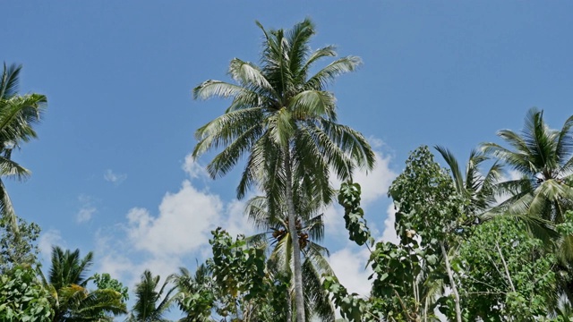 孤独的棕榈树热带岛努沙视频下载