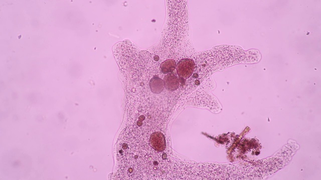变形虫通过假足类动物移动和觅食，假足类动物是由肌动蛋白微丝协调作用挤出包围细胞的质膜而形成的细胞质突起。视频下载