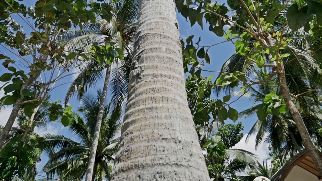 棕榈风景热带自然度假视频下载