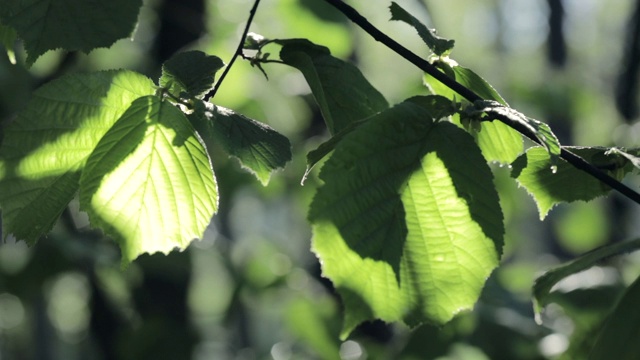 夏天或春天的背景太阳的光线使他们的方式通过绿色的树叶视频素材