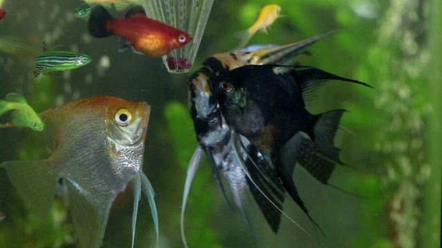 淡水外来鱼以食鱼器里的蠕虫为食。视频素材