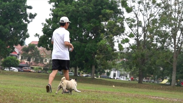 哈巴狗和成年雄性在田野里奔跑视频下载