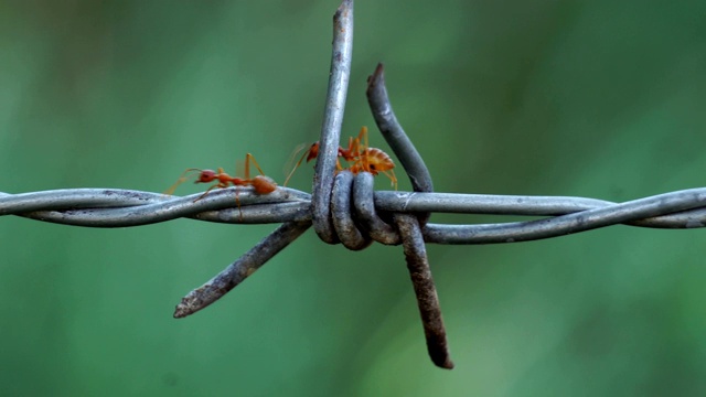 红色蚁群的特写镜头是在生锈的铁丝网上成排地行走视频素材